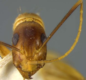 Media type: image; Entomology 21465   Aspect: head frontal view